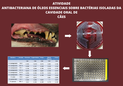 ATIVIDADE ANTIBACTERIANA DE ÓLEOS ESSENCIAIS SOBRE BACTÉRIAS ORAIS DE CÃES