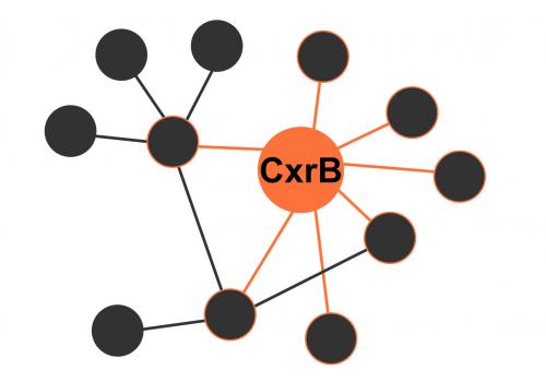 Análise da rede regulatória do fator de transcrição CxrB em P. echinulatum