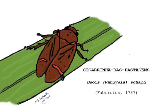 Plantas hospedeiras de Deois (Pandysia) schach (FABRICIUS, 1787) em SC - Brasil.