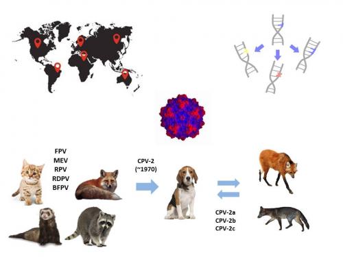 ANÁLISE DA OCORRÊNCIA E EVOLUÇÃO DO PARVOVÍRUS EM ANIMAIS SILVESTRES