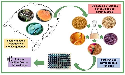 SCREENING DE LACASES FÚNGICAS PRODUZIDAS APARTIR DE RESÍDUOS LIGNOCELULÓSICOS