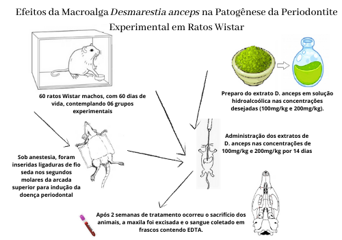 Efeitos da Macroalga Desmarestia anceps na Periodontite Experimental em Ratos