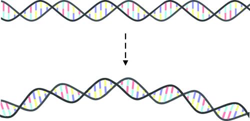 A Review of DNA Curvature Junction and Wedge Models