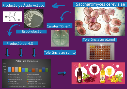  Avaliação do potencial enológico de cepas de Saccharomyces cerevisiae.