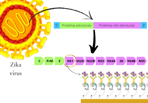 Padronização de testes de imunoensaios para detecção de proteínas.