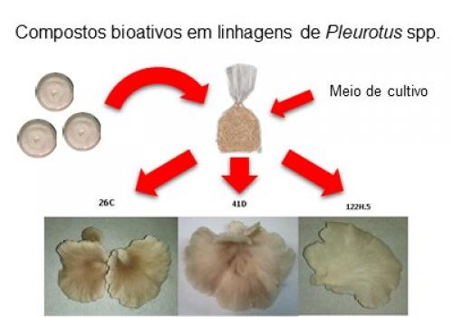 Compostos bioativos em linhagens de Pleurotus spp.