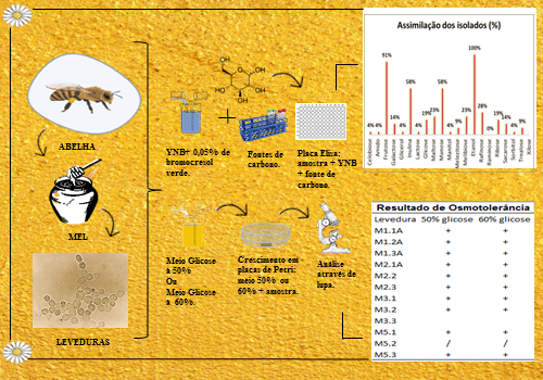 Avaliação de leveduras isoladas de méis de abelhas sem ferrão.