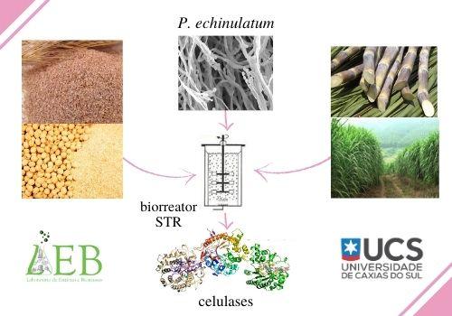 Produção de celulases por P. echinulatum em RDA utilizando lignocelulosicos