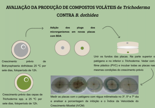 AVALIAÇÃO DA PRODUÇÃO DE COMPOSTOS VOLÁTEIS de Trichoderma CONTRA B. dothidea
