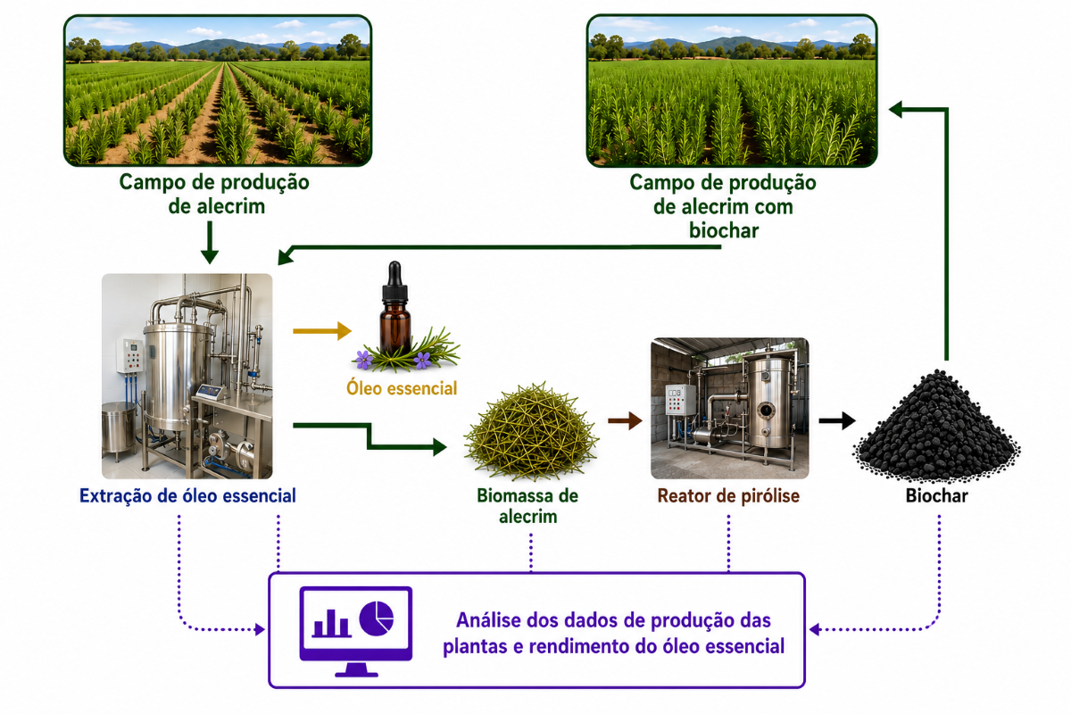 Efeito do biochar na produção de alecrim