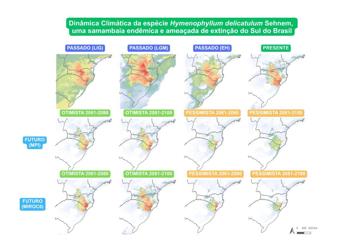 Dinâmica Climática da espécie Hymenophyllum delicatulum Sehnem