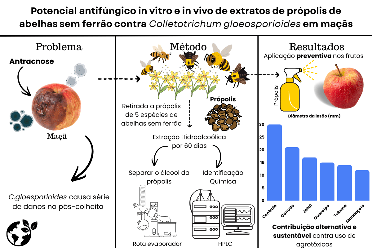 Potencial antifúngico da própolis contra fungo fitopatogênico - in vitro/in vivo