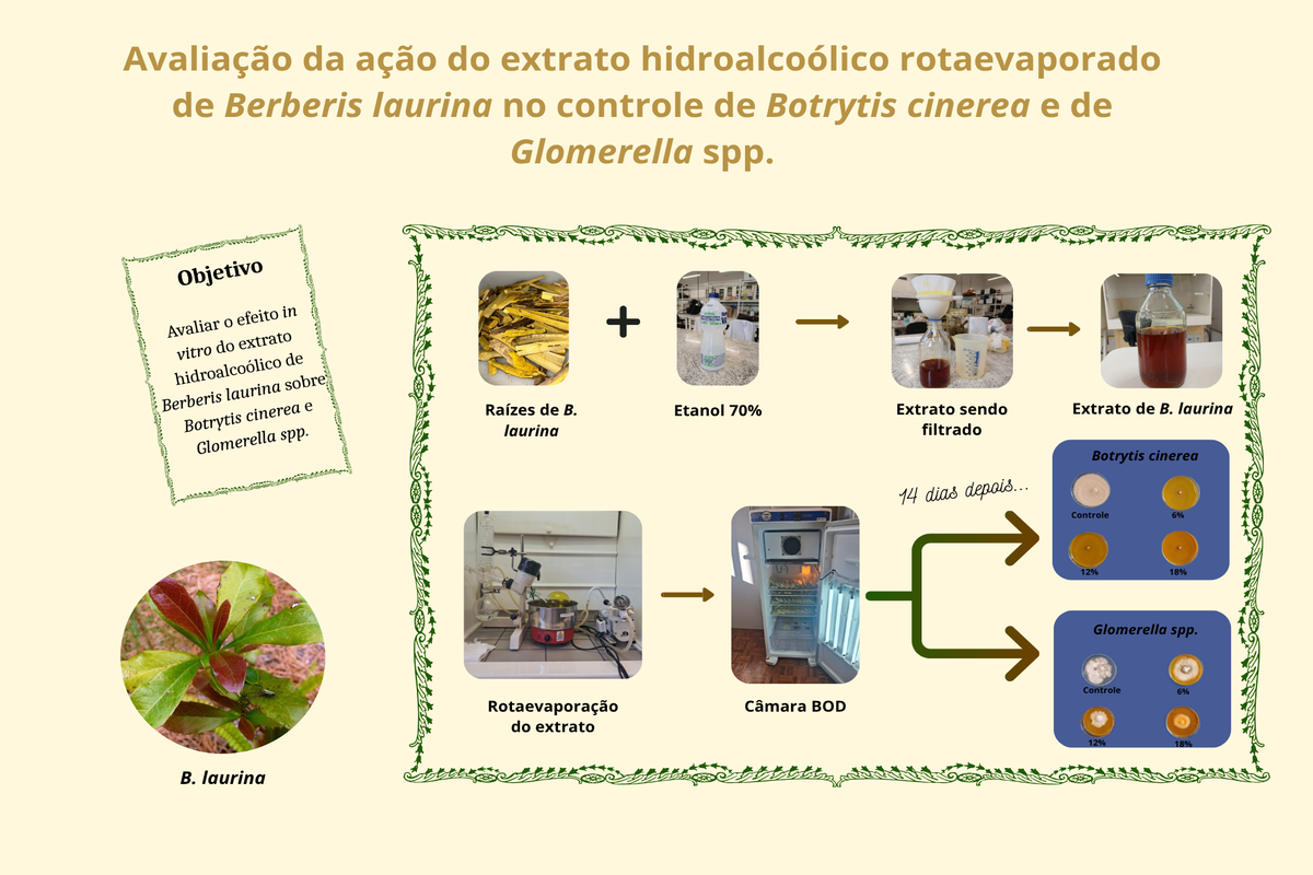 Avaliação do extrato hidroalcoólico rotaevaporado de planta  sobre fungos