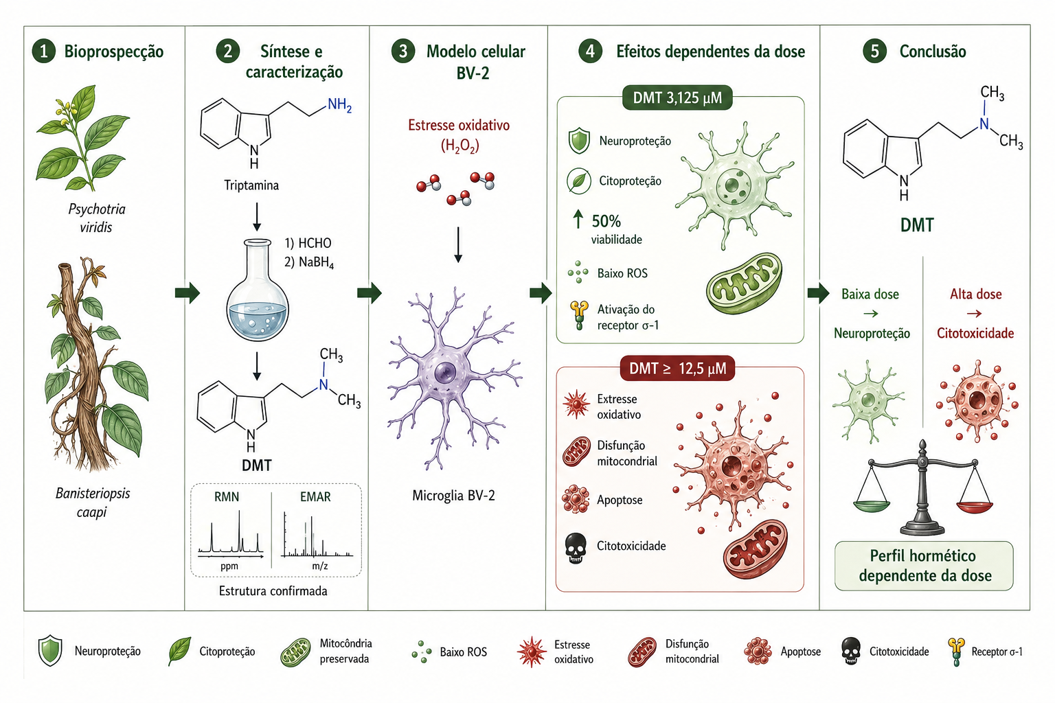 Bioprospecção e Síntese da DMT: Atividade Neuroprotetora e Antidepressiva