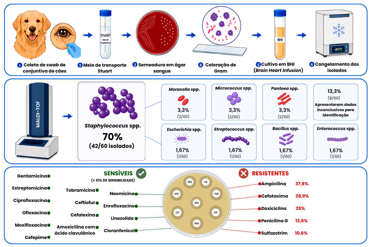 Microbiota bacteriana conjuntival de cães saudáveis e perfil antimicrobiano