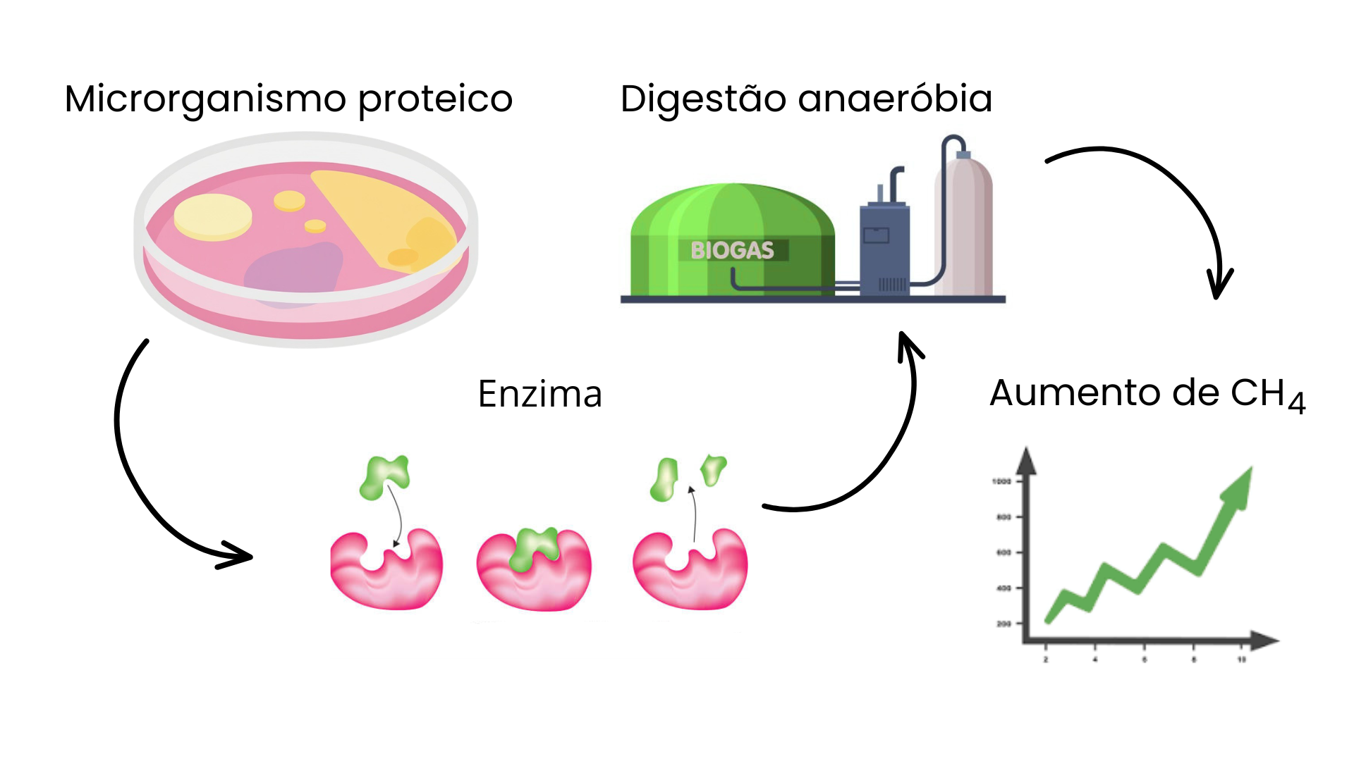 AVALIAÇÃO DA ATIVIDADE PROTEOLÍTICA DE ISOLADO DA DIGESTÃO ANAERÓBIA