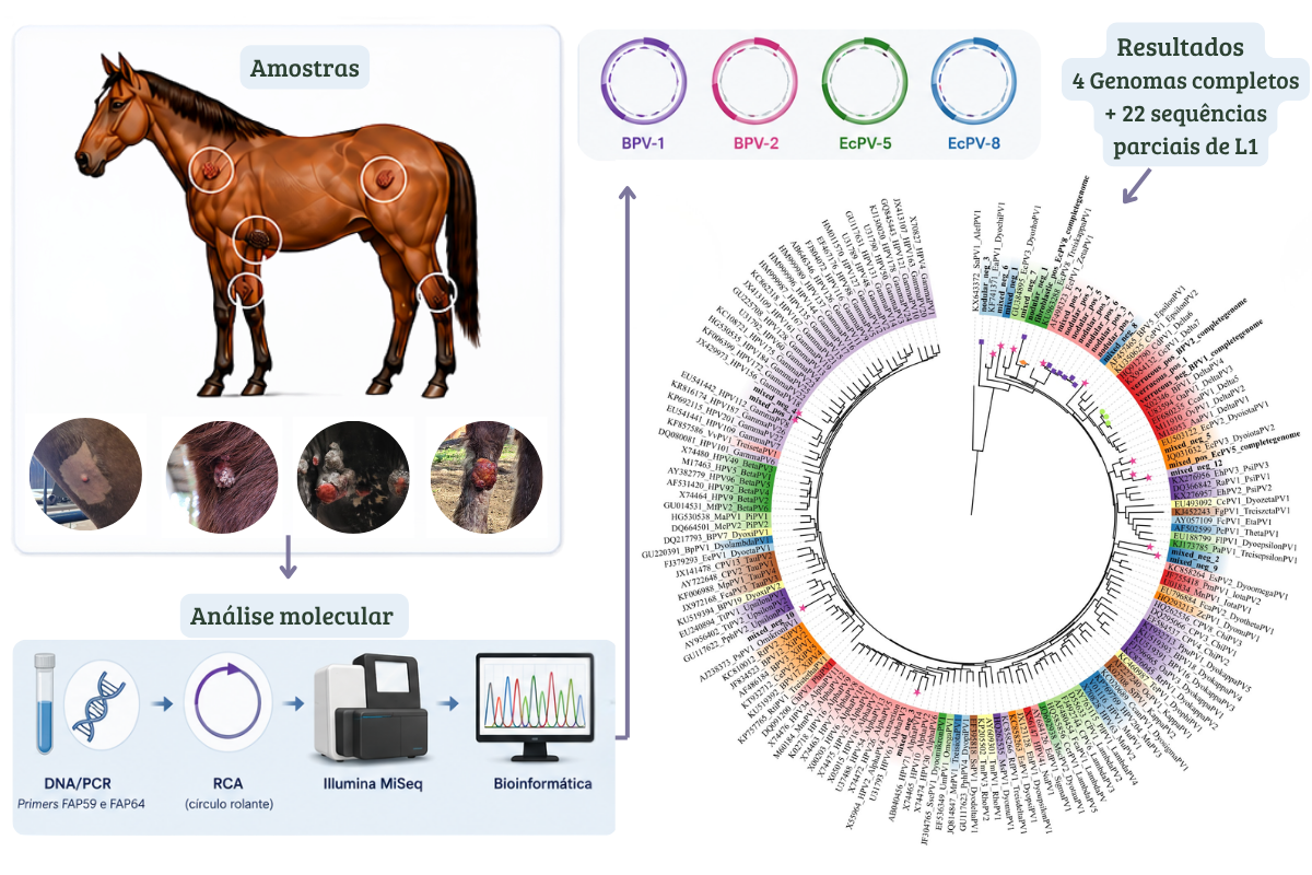 Análise molecular e metagenômica de papilomavírus associados ao sarcoide equino