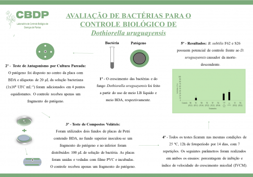 Avaliação de bactérias para o controle biológico de Dothiorella uruguayensis