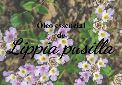 FITOTOXIDEZ DO OE DE LIPPIA PUSILLA  AVALIADA EM SEMENTES DE LACTUCA SATIVA