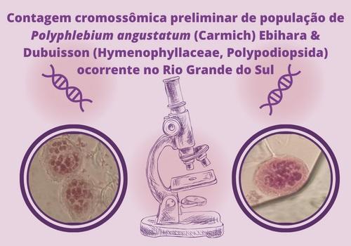 Contagem cromossômica de Polyphlebium angustatum ocorrente no Rio Grande do Sul