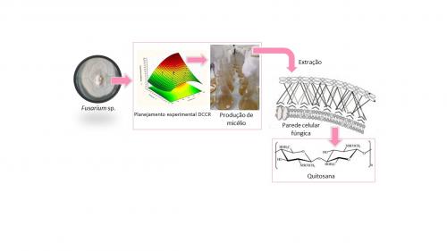 OBTENÇÃO DE QUITINA A PARTIR DE MICÉLIO DE FUSARIUM SP.