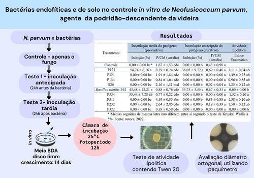 Bactérias no controle de Neofusicoccum parvum, patógeno da videira