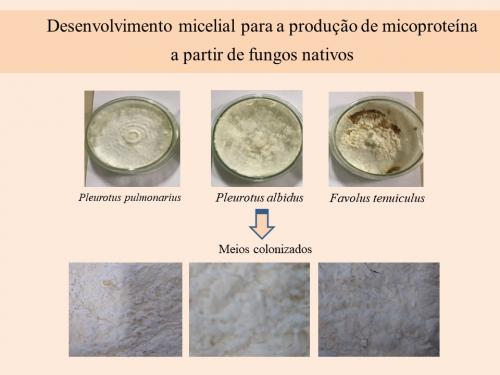 Desenvolvimento micelial para a produção de micoproteína de fungos nativos