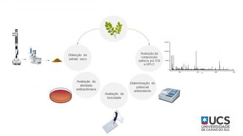 Avaliação da atividade biológica e antioxidante de Asteraceas e Connaraceas