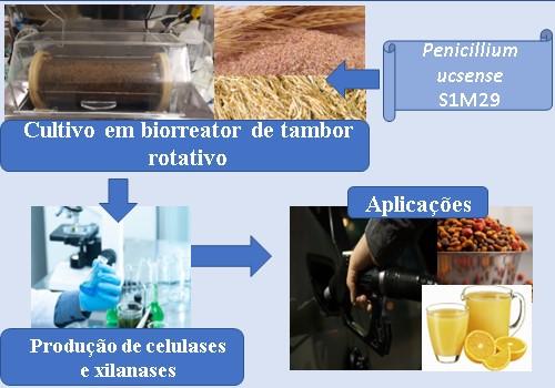 Produção de celulases e xilanases por Penicillium ucsense (S1M29) em  biorreator de tambor