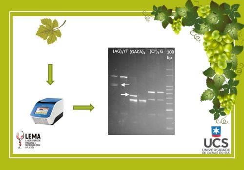 Seleção de marcadores moleculares para videiras