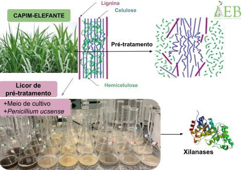 Cultivo fúngico com licores de pré-tratamento para produção de xilanases 