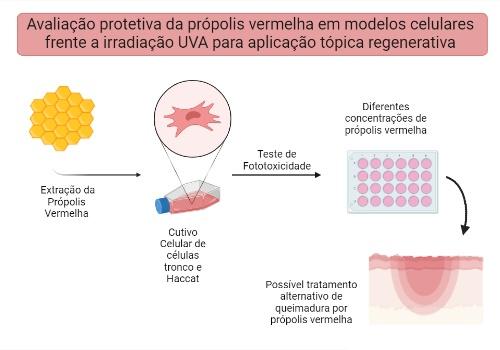 Avaliação protetiva in vitro da própolis vermelha frente a irradiação UVA