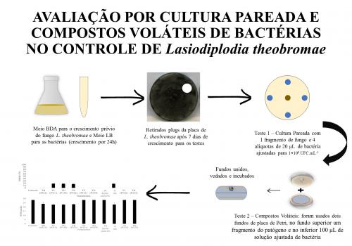 AVALIAÇÃO POR CULTURA PAREADA E COMPOSTOS VOLÁTEIS DE BACTÉRIAS NO CONTROLE DE Lasiodiplod