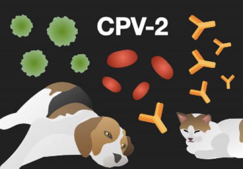 ANÁLISE DO TÍTULO DE ANTICORPOS CONTRA CPV-2 EM CÃES E GATOS COM GASTROENTERITE