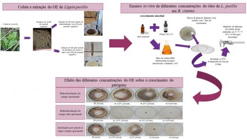 Atividade do O.E de duas populações de L. pusilla sob o crescimento micelial de B. cinerea