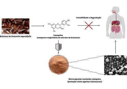 CATEQUINA MICROENCAPSULADA: PROCESSO DE OBTENÇÃO E CARACTERIZAÇÃO FÍSICO-QUÍMICA