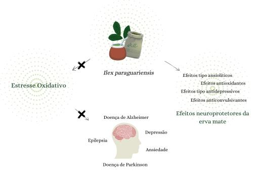 Além da tradição: erva-mate e sua contribuição com a neuroproteção