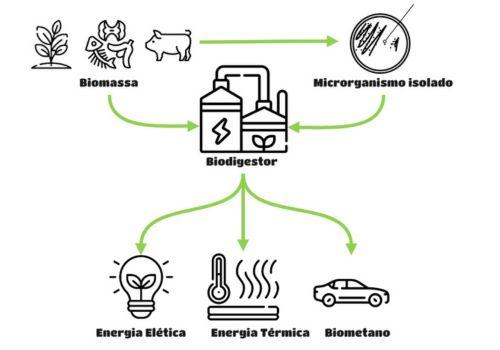 Isolamento de microbianos hidrolíticos e metanogênicos no processo de digestão anaeróbia