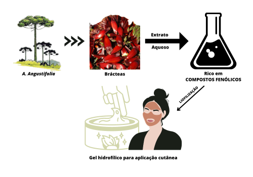 Produção de géis hidrofílicos contendo extrato lipossomado de A. Angustifolia