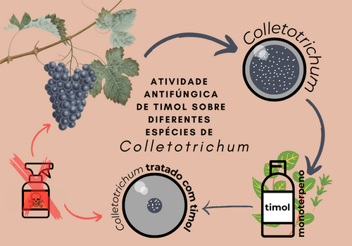 ATIVIDADE ANTIFÚNGICA DE TIMOL SOBRE DIFERENTES ESPÉCIES DE COLLETOTRICHUM