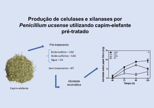 Produção de celulases e xilanases por Penicillium ucsense utilizando capim-elefante  pré-t