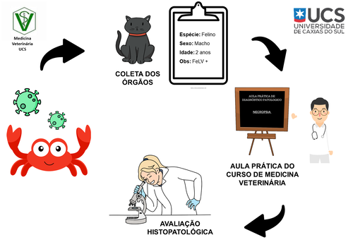 Avaliação Post Mortem de Felinos Domésticos Acometidos por Linfoma