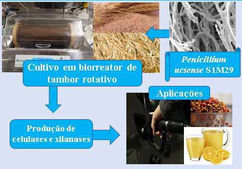 Produção de celulases e xilanases por Penicillium ucsense (S1M29) em biorreator de tambor 