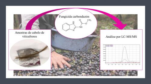 Avaliação da Exposição de Viticultores ao Carbendazim em Amostras de Cabelo