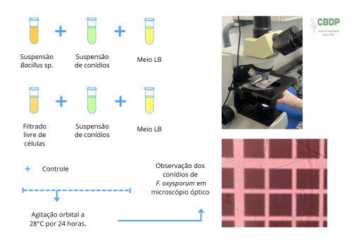 BIOCONTROLE DE Fusarium oxysporum COM ISOLADOS DE Bacillus sp.