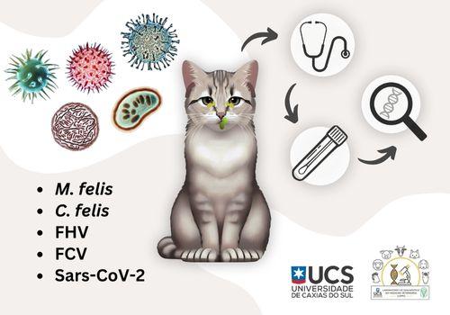 Detection of infectious agents in cats with URTD during the COVID-19 pandemic