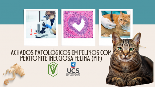 Achados patológicos em felino com peritonite infecciosa felina  PIF