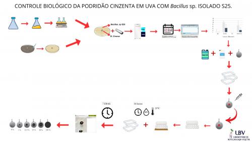 CONTROLE BIOLÓGICO DA PODRIDÃO CINZENTA EM UVA COM Bacillus sp. ISOLADO S25.