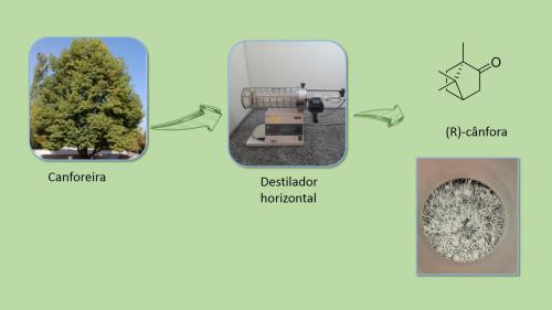 Extração da cânfora da canforeira empregando um método verde.
