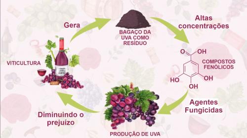 POTENCIAL FUNGICIDA DE EXTRATOS DE BAGAÇOS DE UVA DE DIFERENTES VARIEDADES